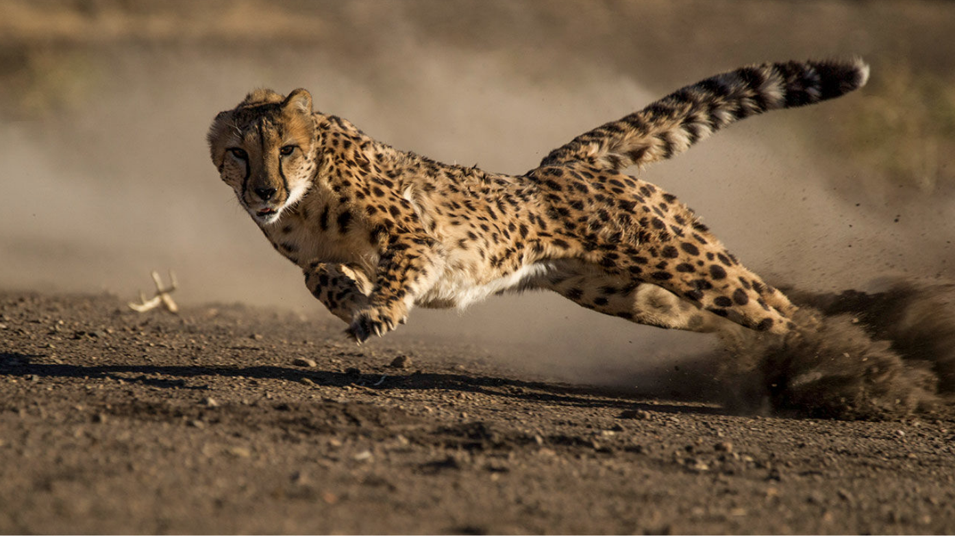 Leopard Moving Banner